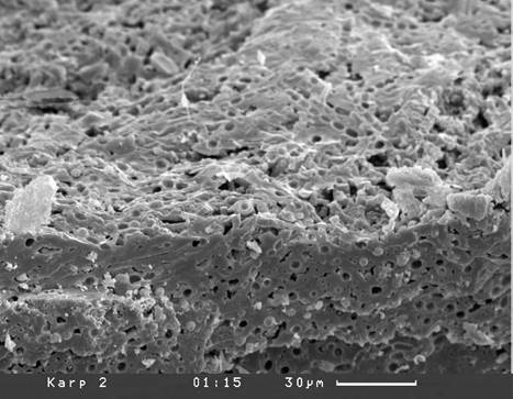 Karp 2  15 Окремнение колоний рода Phormidium ( Дол