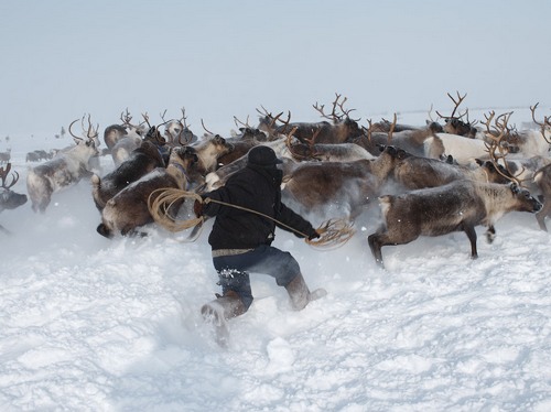 http://national-travel.ru/images/lovlya-olenya.jpg