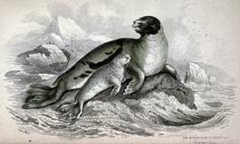Phoca oceanica_