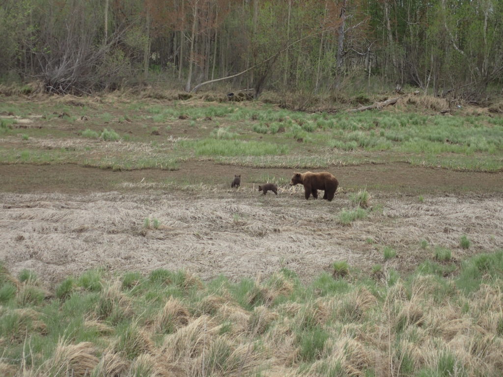 Медведица с двумя медвежатами недалеко от моста через реку Камчатку. 3 июня 2024 года