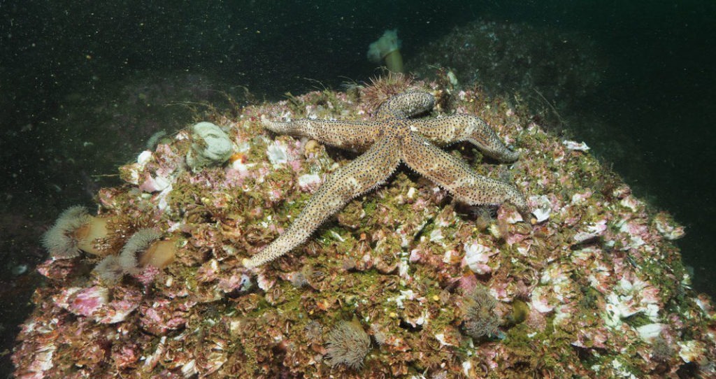 Морская звезда Lethasterias nanimensis chelifera. 
Авачинский залив, прибрежная акватория острова Старичков, 8 июля 2024 года