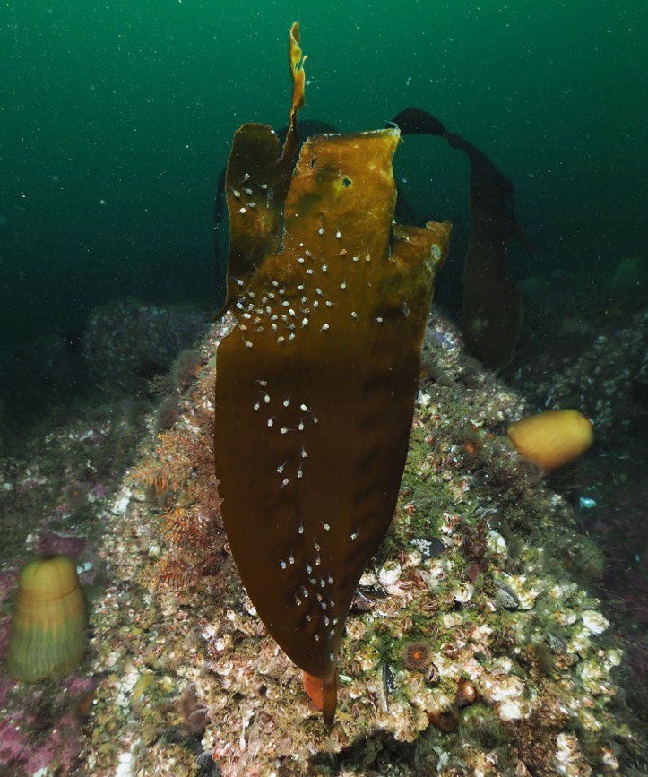 Мальки рыбы-лягушки Aptocyclus ventricosus на бурой водоросли. 
Авачинский залив, прибрежная акватория острова Старичков, 8 июля 2024 года