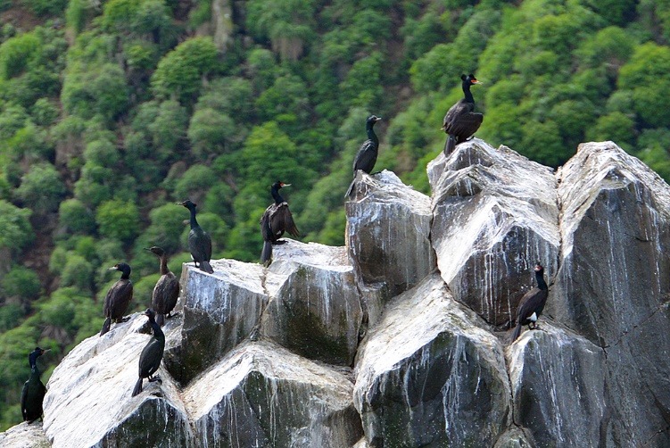 Группа беринговых Phalacrocorax pelagicus и краснолицых Phalacrocorax urile бакланов на прибрежных скалах острова Старичков. 
Авачинский залив, 8 июля 2024 года. 
Фото Ю. Б. Артюхина