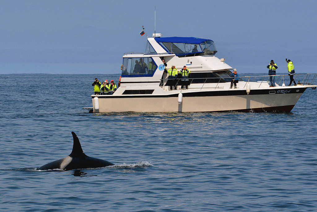 Наблюдения туристов за косатками Orcinus orca у мыса Опасного. 
Авачинский залив, 8 июля 2024 года. Фото Ю. Б. Артюхина