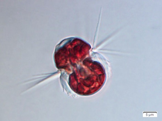 Инфузория Mesodinium rubrum