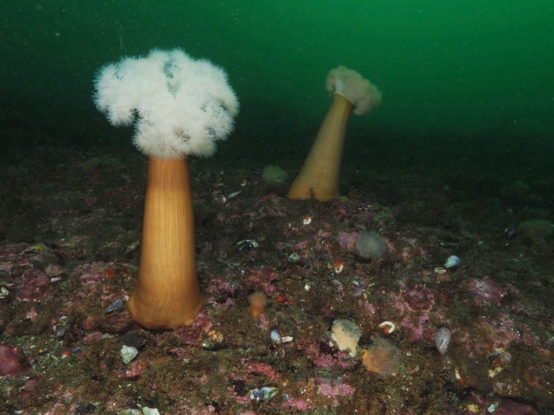 Крупные актинии Metridium farcimen. Авачинский залив, прибрежная акватория острова Старичков, 8 июля 2024 года